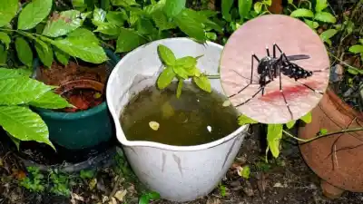 Alerta en Misiones por el dengue: El Niño anticipa lluvias y piden extremar cuidados en los hogares