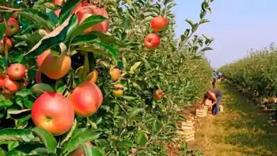 Última oportunidad para exportar fruta: el plazo que no podés dejar pasar