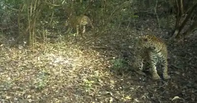 Primera imagen de Nannacay acompañada: el yaguareté que sorprendió a los científicos