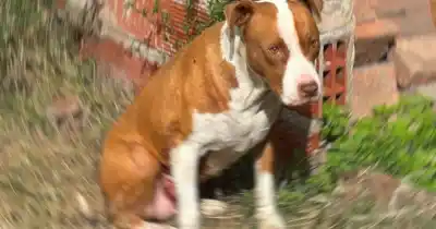 El hallazgo que conmocionó a los vecinos: una perra pitbull esperaba ayuda en una vivienda de la zona noroeste