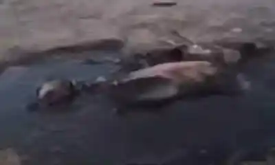 El desgarrador rescate de Nico: un perro cubierto de petróleo que alertó a Comodoro