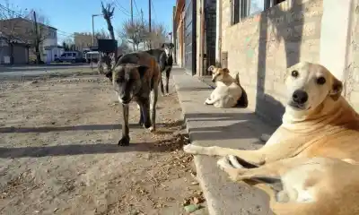 ¿Cuántos perros hay en San Miguel? La prueba piloto que busca respuestas en Puerto Madryn