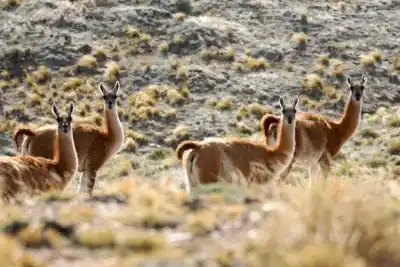 El animal que sostiene los ecosistemas de Neuquén y está en peligro silencioso