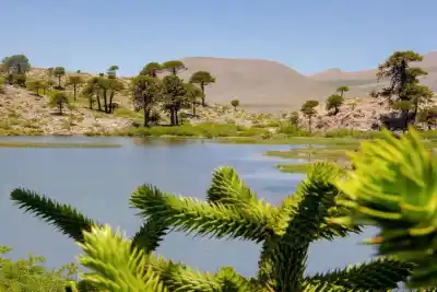 El espejo de agua que se oculta entre los pehuenes y la nieve de Caviahue