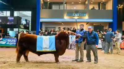 Pagaron $300 millones por la mitad de un toro Angus y nadie puede creerlo