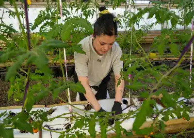 Río Grande apuesta a las frutillas: el plan municipal que promete cambiar el mercado local