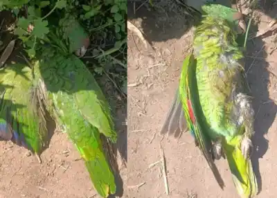 Hallazgo macabro en Metán: loros muertos aparecen en el camino a Balderrama