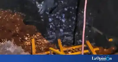 Un gato quedó atrapado en un pozo ciego y los bomberos lo rescataron en una operación de película