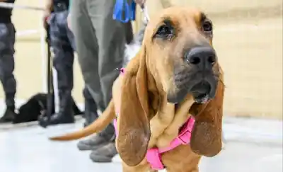 Así será el censo de perros y gatos en dos barrios de Puerto Madryn