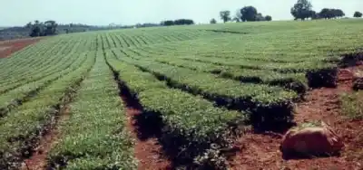 Piden $130 por kilo de té para arrancar la zafra: ¿qué pasa si la industria no afloja?