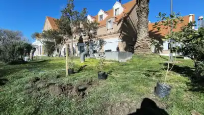 El Paseo del Bicentenario de Viedma deja de ser un simple jardín: así avanza su transformación en un bosque urbano