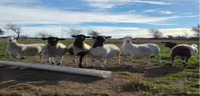 El legislador Jaimes visitó una cabaña ovina premiada en Palermo y anticipó nuevos proyectos