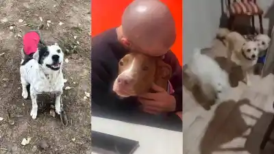 Los perritos panorámicos ya tienen familia: la historia que conmovió a Santiago del Estero