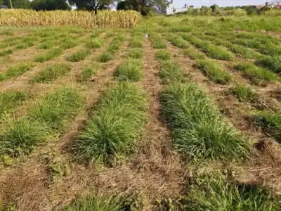Científicos del NEA prueban drones para predecir el rendimiento del pasto horqueta