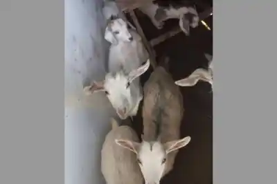 Se robaron siete cabras y las hallaron en un lugar que nadie imaginaba