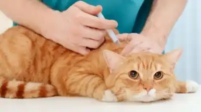Corral de Bustos lanzó una campaña clave para mascotas: 1.000 dosis gratuitas y un detalle que no podés ignorar