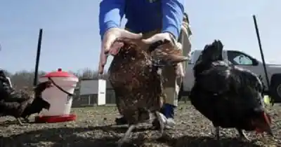 Le robaron 10 gallinas a punta de pistola y su reacción sorprendió a los ladrones