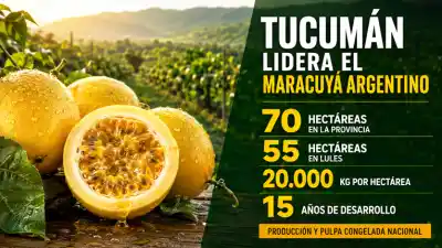El maracuyá tucumano que desplaza a las importaciones y se impone en Lules