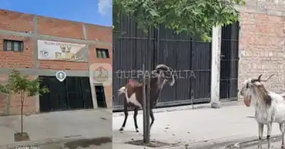 Tres chivos se adueñaron de una calle en Orán y los vecinos ya no saben qué hacer