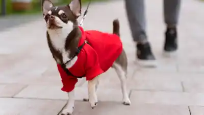 El abrigo para perros: ¿necesidad o moda? Lo que dicen los veterinarios