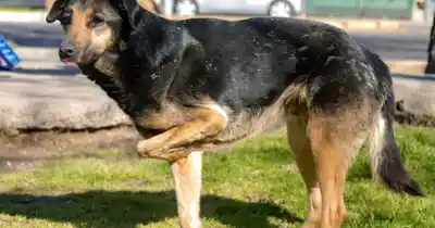 San Juan se moviliza: marcha para que los condenados por maltrato animal nunca más puedan tener una mascota