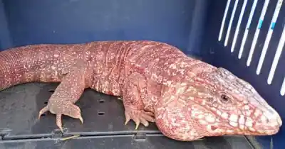 Compró un lagarto como mascota y ahora enfrenta un proceso judicial en Rivadavia