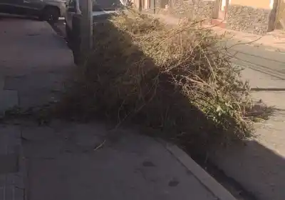 Vecinos de Mota Botello exigen solución por montañas de ramas que bloquean el paso peatonal