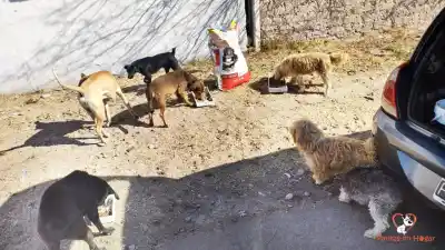 Música solidaria en San Juan: un concierto para ayudar a perros y gatos sin hogar