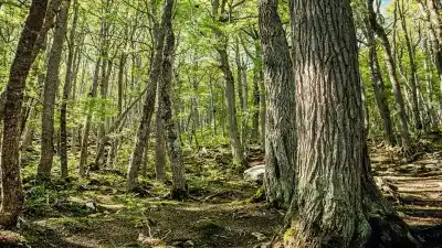 Más de $221 millones para salvar los bosques fueguinos: cómo acceder a los fondos