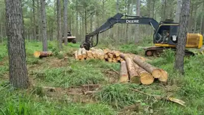 Misiones tiene el bosque, pero le faltan las reglas: el sector forestoindustrial pide créditos y una ley de cabotaje moderna