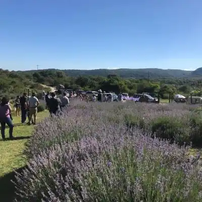 Villa General Belgrano se prepara para el Festival de la Lavanda: ¿qué habrá?