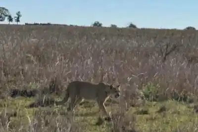 Un puma fue visto en campos de Monte Caseros y los vecinos están en alerta