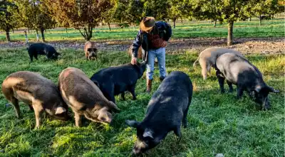 El secreto del jamón de bellota salteño: Cerrillos busca ser Capital Nacional del Cerdo Negro