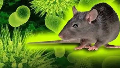 Alerta en Catamarca: el CONICET investiga si los roedores locales transmiten hantavirus