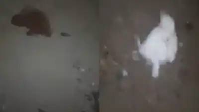 Aparecieron sus gallinas muertas y una sombra lo rozó: el misterio que tiene en vilo a Albardón