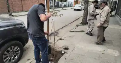 De romper un árbol a plantar 31: la insólita sanción que recibió un joven en Orán