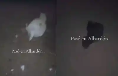 Video viral desde Albardón: la sombra que dejó sin respuestas a un criadero de gallinas