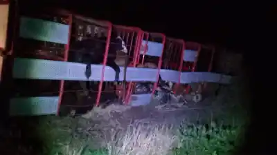 El burro que cruzó la Ruta 21 y desató una pesadilla: el camión volcó y la hacienda quedó en el asfalto