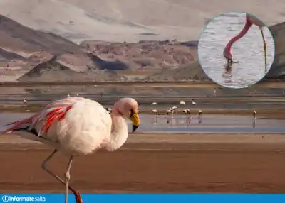 El misterio de las parinas: ¿qué buscan los flamencos en los salares de Salta?