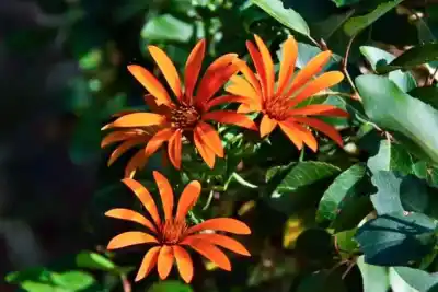 La flor que nació de un amor prohibido: la leyenda detrás de la Mutisia neuquina