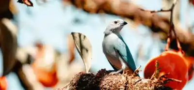 Misiones en 5 paradas: la ruta secreta para los amantes de las aves
