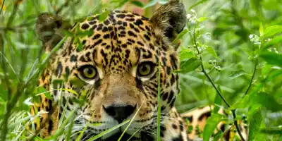 La selva misionera suma voces: el concurso del yaguareté se extiende a toda la provincia