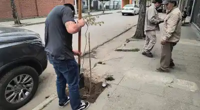 Destruyó un árbol en Orán y ahora deberá plantar 31: el insólito acuerdo que firmó