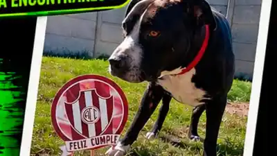 Desesperada búsqueda de Aarón: el perro que desapareció en el barrio René Favaloro y conmueve a Santiago del Estero