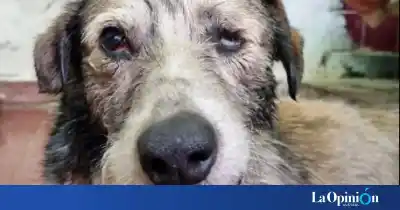 Un perro luchador: Nico, el can que desafió al petróleo, muestra signos de recuperación