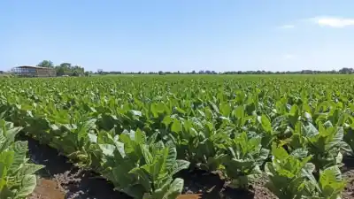 Desembolso récord de $2000 millones: cómo se repartirá el anticipo a los tabacaleros