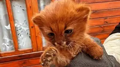 Un felino inesperado apareció en Taco Ralo y movilizó a todo un operativo provincial