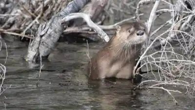 El regreso silencioso del huillín: qué encontraron los guardaparques en Los Alerces