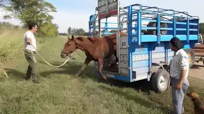 Hallaron cinco caballos listos para faenar y sospechan que iban a parar a una carnicería