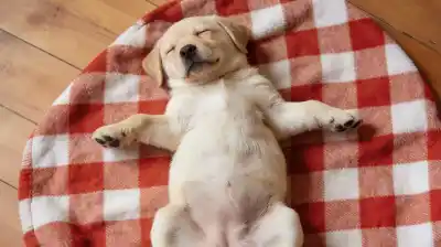 Tu perro duerme panza arriba: el gesto que revela un secreto sobre su vida contigo